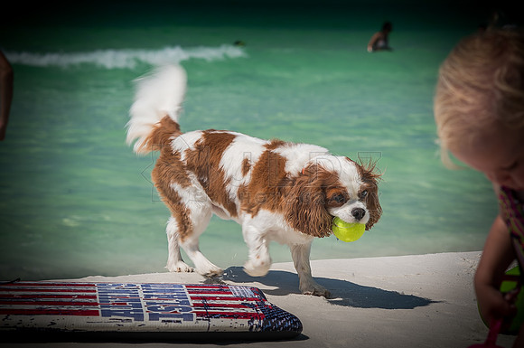ballchaser