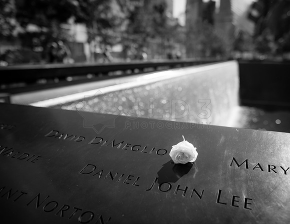 flower at reflecting pool